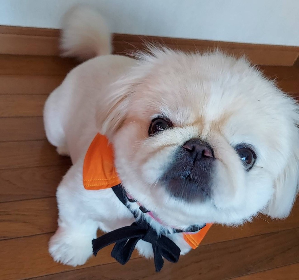 コロン