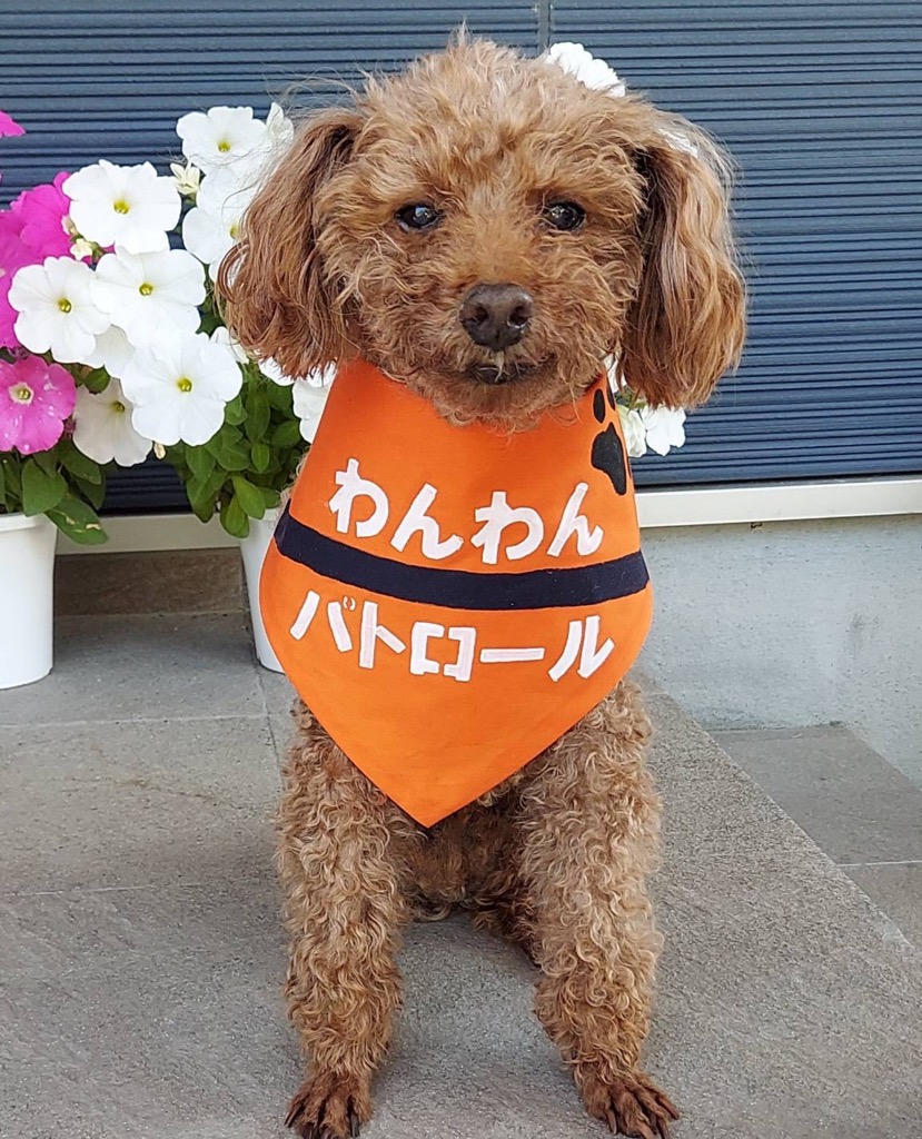 りぼん