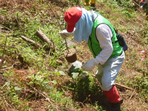 男性が山の斜面に植樹をしている写真