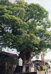 荒神堂の入り口付近にそびえ立つ一本の大きなタブ大樹の写真