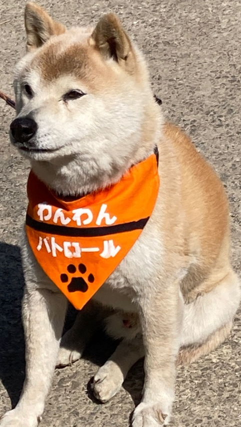 ぽんた