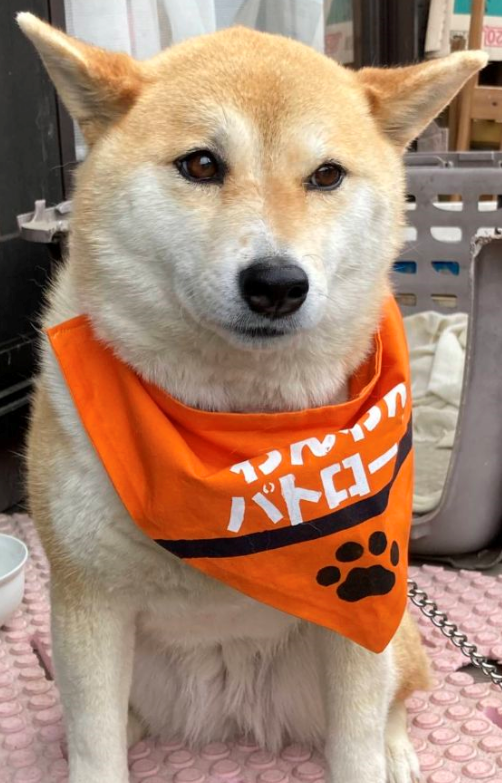 さくら
