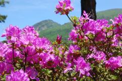 鮮やかなピンク色のミヤマキリシマ(ツツジ)の花がきれいに咲いている場所から山が見えている写真
