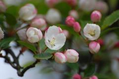 つぼみはピンク色で開花している花はピンクがかった白色をしているノカイドウの花が枝いっぱいになっている写真