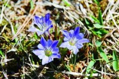 野山に咲く青色の小さなリンドウの花の写真