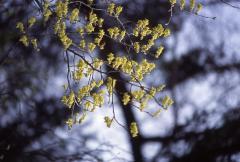 キリシマミズキ(落葉低木)の枝から黄色の小さな花が咲いている写真