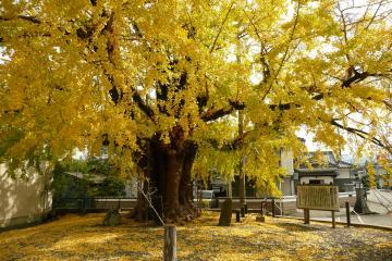 えびの市役所飯野出張所の敷地内にある黄色く紅葉した巨木のイチョウの写真