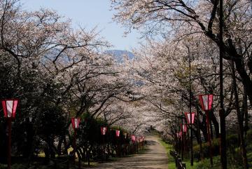 八幡丘公園の桜並木が花のトンネルになっており、遠くに山が見えている写真