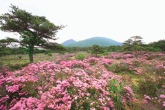 ピンク色のミヤマキリシマ(ツツジ)がたくさん咲き誇っているつつじが丘から山が見えている写真