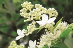 白い花びらと房状の花が一緒に咲いているノリウツギ(アジサイ)の写真