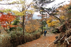モミジなどの木が、赤や黄色に紅葉している散策路を人が歩いている写真