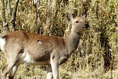 高原に生息する野生鹿の写真