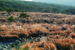 えび色に染まったススキが韓国岳の裾野に広がっている美しいすすきヶ原の写真