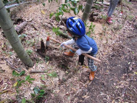 青いヘルメットを被った子供が鍬を持って筍堀をしている写真