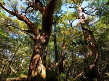 壮大なアカマツの樹木を下から撮影した森の写真