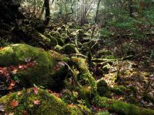 手前の木の根に緑の苔がはえ、その奥に森が見える幻想的な森の写真