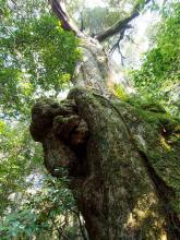 特徴的な木の幹をしたスダジイの巨木を写した写真
