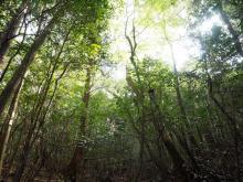 細い樹木が並ぶ森に陽射しが届き空が明るくなっているイチイガシの林の写真