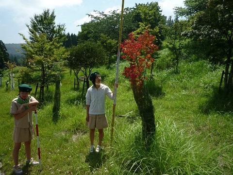 緑色のベレー帽をかぶり探検服を着た子ども2人が木々の生えた山の中で、長い棒を持って、横に生えている木の高さを見ている写真