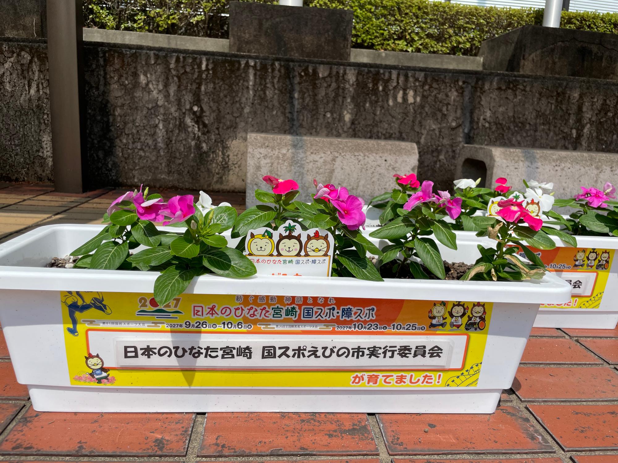 ビンカの苗をプランターで育てている様子