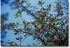 青空をバックに、小さな葉に薄桃色の花弁が映えているノカイドウの写真