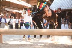 観客が見ているなか、男性が綱を持った大きな牛が丸太棒を飛び越えている牛越祭りの様子の写真