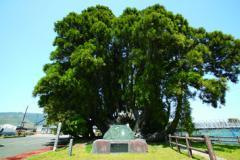 大きな大木の前に石碑が設置されている古戦場跡の写真