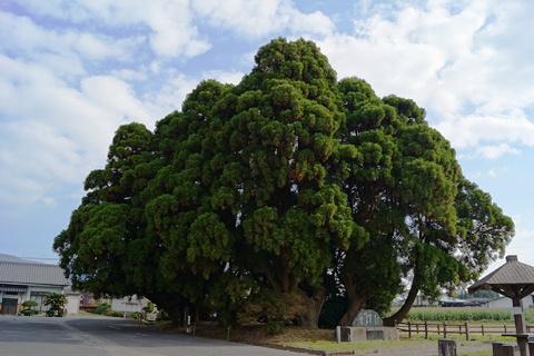 木崎原古戦場跡に巨大な大木が生えている写真