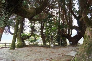 六地蔵塔の周囲に、樹齢400年以上の大きな杉の木が生い茂っている写真