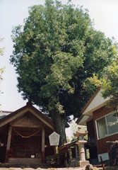 社殿の建物に寄り添うように立つ一本のなぎ大樹の写真