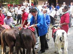 法被姿のえびの市長が牛の首にリボンの様なものを付けている写真