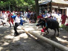 えびの市長が牛を紐で引っ張り牛が前に横たわっている丸太を超えようとしている写真