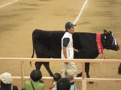 会場を和牛と男性が歩いている写真