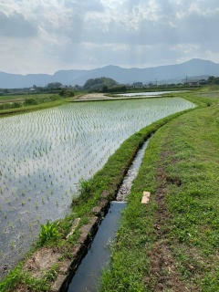 用水路の横の田植えが終わった田んぼの写真