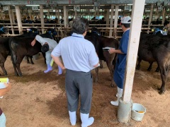 飼育場の4頭の子牛と世話をしている飼育員、説明をしている飼育員、話を聞いている市長の写真