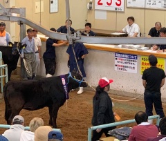 中央で子牛の手綱を引いている男性と傍で見ているせりの参加者の写真