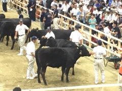 観客が注目する柵内で、牛の横に立つ関係者の写真
