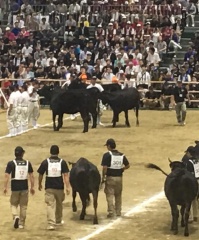 3人の関係者が牛と、奥にいる牛の方へ向かって歩いている写真