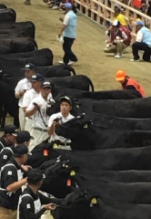 1列に並ぶ牛の横に立つ関係者の写真
