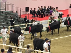 受賞した牛と関係者が1列になって歩いている写真