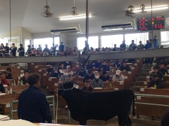 セリ会場の中央にいる牛を、周りに着席している参加者が見ている写真
