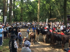 林の中にある土地の真ん中で整列している数頭の牛と大勢の観客の写真