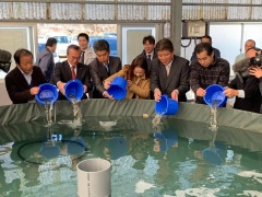 大きな水槽に、青いバケツに入ったトラフグの稚魚を放流している市長や、男女の写真