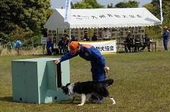 芝生の上に置いてある青色の箱の中身を確認している犬とオレンジ色の帽子を被った人の写真