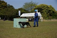 芝生の上に置いてある青色の箱の周りにいる犬と青いヘルメットを被った人の写真