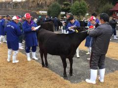 品評を受けている子牛、生産者と大勢の審査員の写真