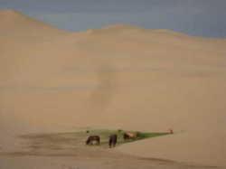 ホンゴル砂丘に馬が3頭いる写真