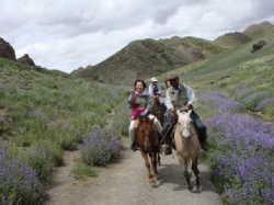 ラベンダーのような花が咲くヨーリン・アム渓谷で馬に乗っている男女の写真