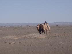 周りに何もない広い平原でダランザドガド市郊外のラクダ飼いが2頭のラクダを連れている写真