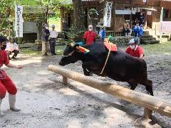 牛越祭で跳ぶ牛
